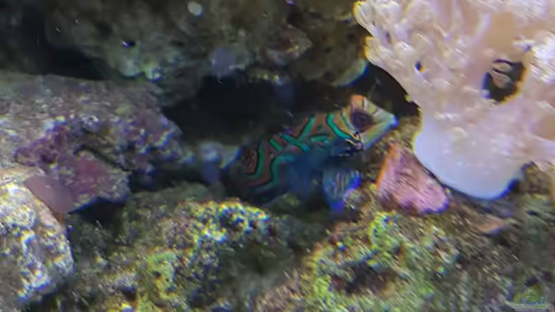 Besatz im Aquarium Nautilus von Kai Heermann (24)