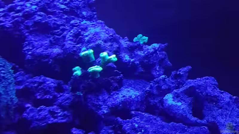 Besatz im Aquarium Nautilus von Kai Heermann (36)