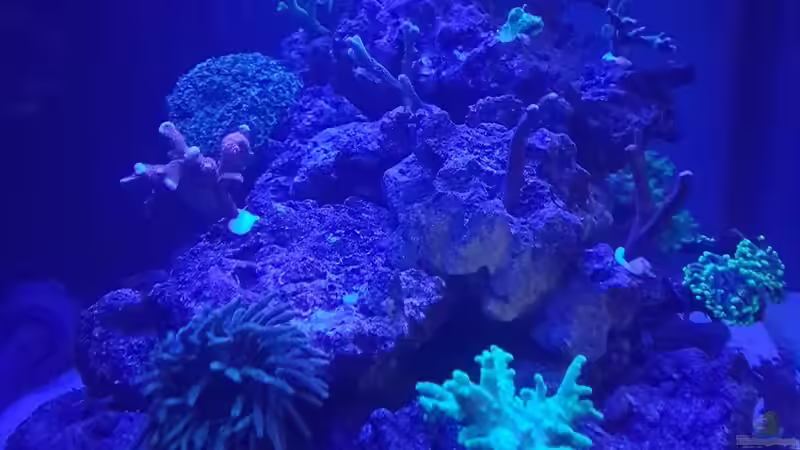 Besatz im Aquarium Nautilus von Kai Heermann (37)