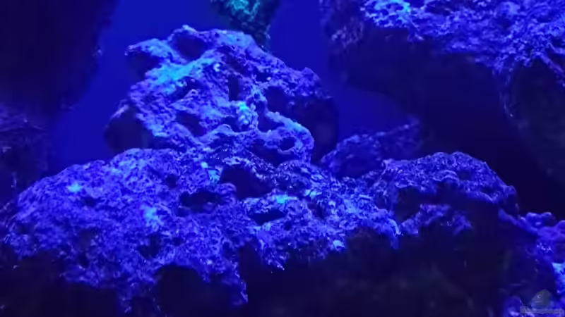 Besatz im Aquarium Nautilus von Kai Heermann (38)