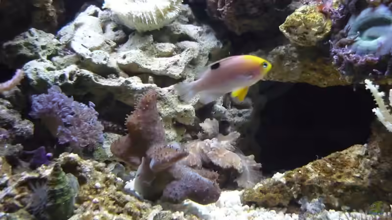 Besatz im Aquarium Nautilus von Red ( Jürgen ) (12)