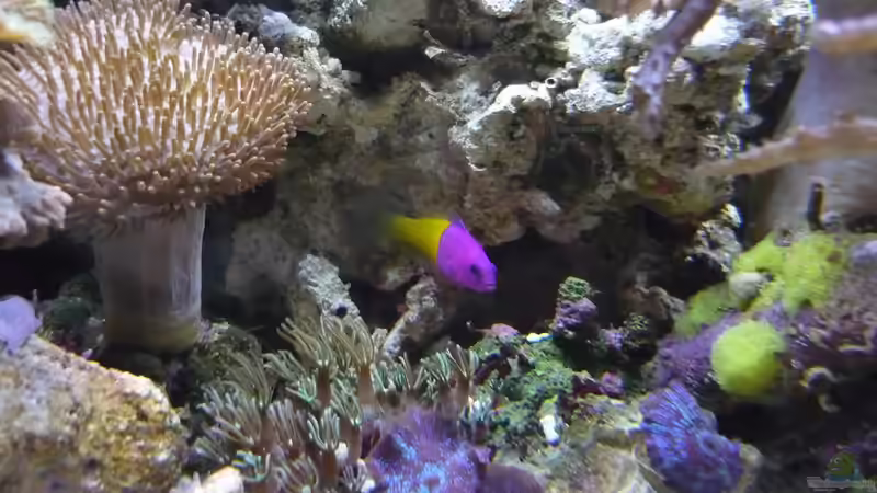 Besatz im Aquarium Nautilus von Red ( Jürgen ) (13)