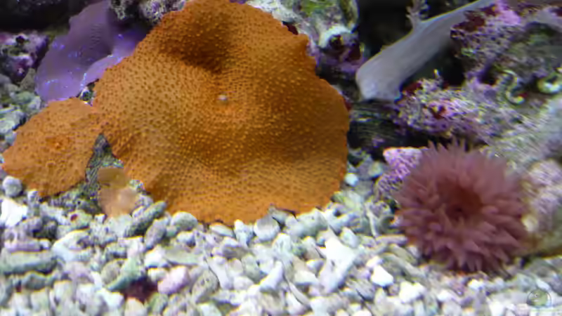 Besatz im Aquarium Nautilus von Red ( Jürgen ) (14)