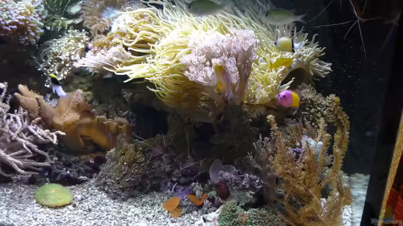 Besatz im Aquarium Nautilus von Red ( Jürgen ) (15)