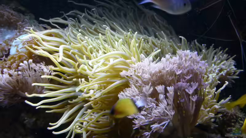 Besatz im Aquarium Nautilus von Red ( Jürgen ) (17)
