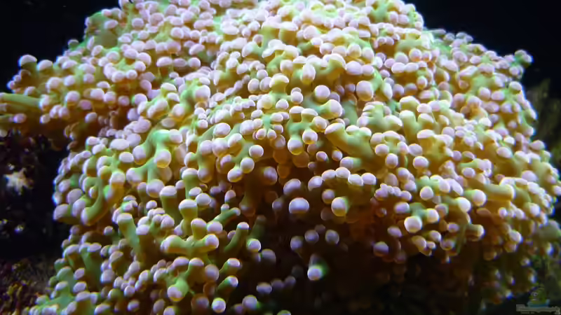 Besatz im Aquarium Nautilus von Red ( Jürgen ) (18)