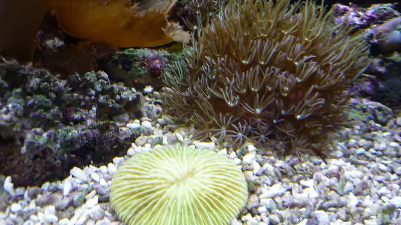 Besatz im Aquarium Nautilus von Red ( Jürgen ) (19)