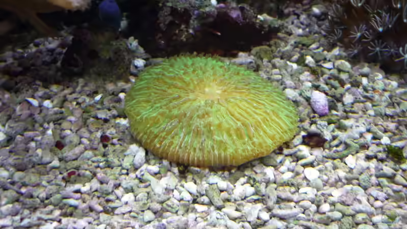 Besatz im Aquarium Nautilus von Red ( Jürgen ) (20)