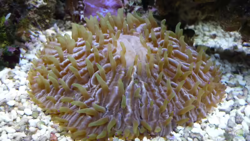 Besatz im Aquarium Nautilus von Red ( Jürgen ) (21)