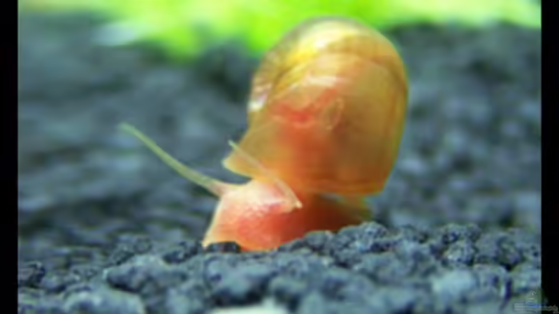 Besatz im Aquarium NC10-01 von Tamura (10)