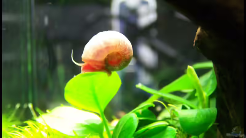 Besatz im Aquarium NC10-01 von Tamura (7)