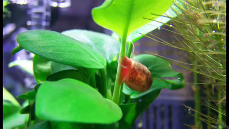 Besatz im Aquarium NC10-01 von Tamura (8)