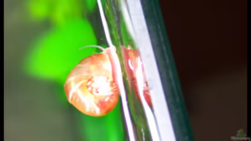 Besatz im Aquarium NC10-01 von Tamura (9)