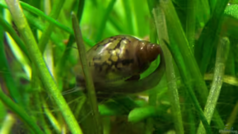 Besatz im Aquarium NC20-01 von Tamura (15)