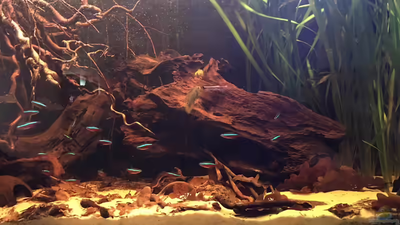 Besatz im Aquarium Nebenfluss des Rio Negros von Raven887 (55)