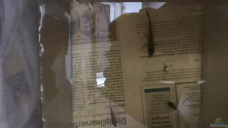 Besatz im Aquarium Nebenfluss des Rio Negros von Raven887 (57)