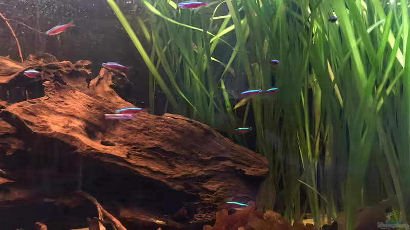 Besatz im Aquarium Nebenfluss des Rio Negros von Raven887 (61)