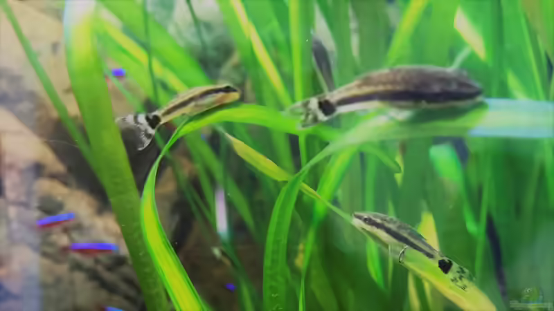 Besatz im Aquarium Nebenfluss des Rio Negros von Raven887 (72)