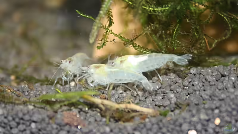 Besatz im Aquarium Nelenisland von Garnelenmami (10)