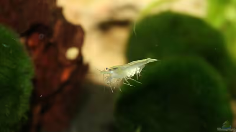 Besatz im Aquarium Nelenisland von Garnelenmami (13)