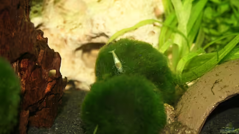 Besatz im Aquarium Nelenisland von Garnelenmami (14)