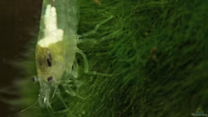 Besatz im Aquarium Nelenisland von Garnelenmami (15)