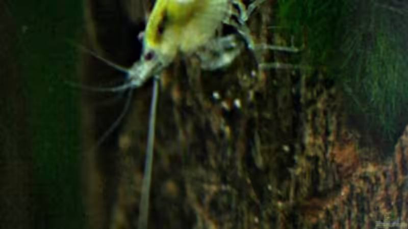 Besatz im Aquarium Nelenisland von Garnelenmami (18)