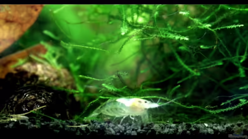 Besatz im Aquarium Nelenisland von Garnelenmami (19)