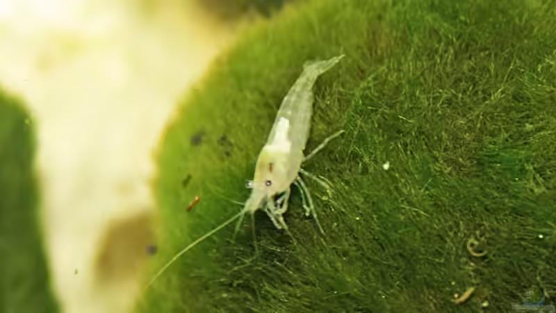 Besatz im Aquarium Nelenisland von Garnelenmami (8)