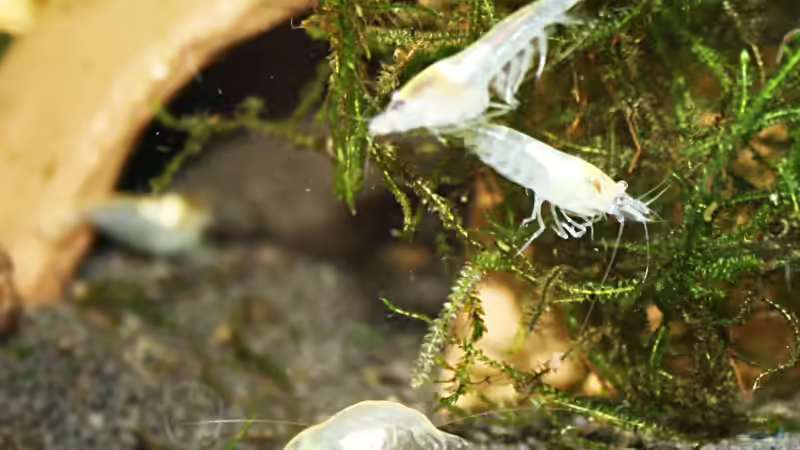 Besatz im Aquarium Nelenisland von Garnelenmami (9)