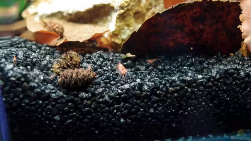 Besatz im Aquarium Neocaridina-Paradies von Herr H. (7)