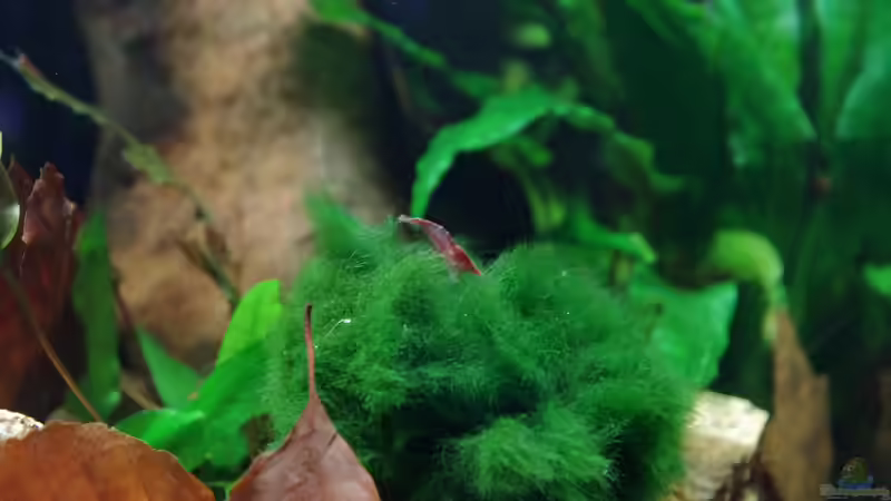 Besatz im Aquarium Neocaridina-Paradies von Herr H. (8)