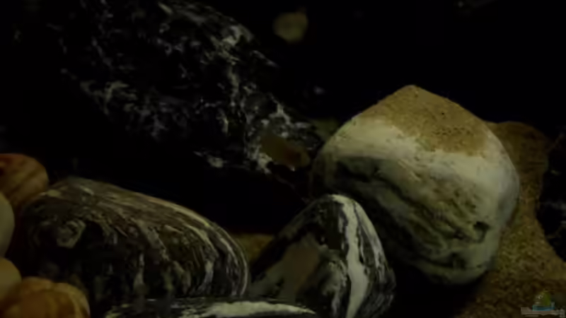 Besatz im Aquarium Neolamprologus buescheri Artbecken von Julien Preuß (13)