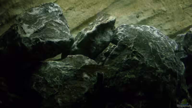 Besatz im Aquarium Neolamprologus buescheri Artbecken von Julien Preuß (16)