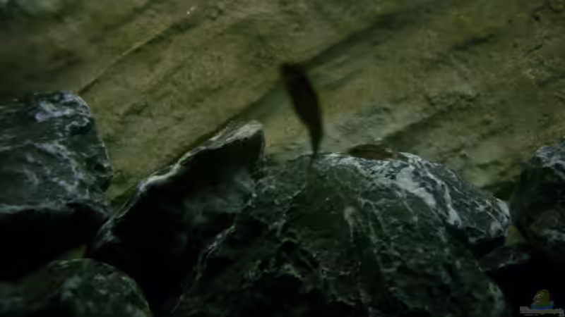 Besatz im Aquarium Neolamprologus buescheri Artbecken von Julien Preuß (17)