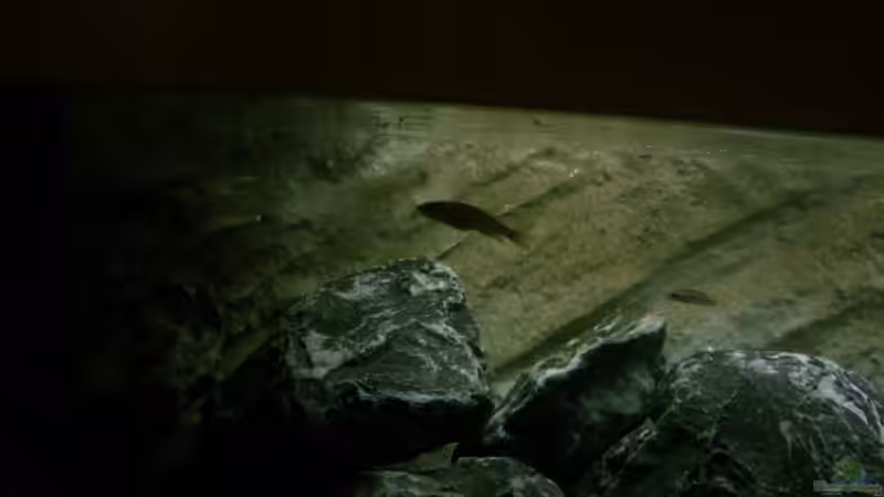 Besatz im Aquarium Neolamprologus buescheri Artbecken von Julien Preuß (19)