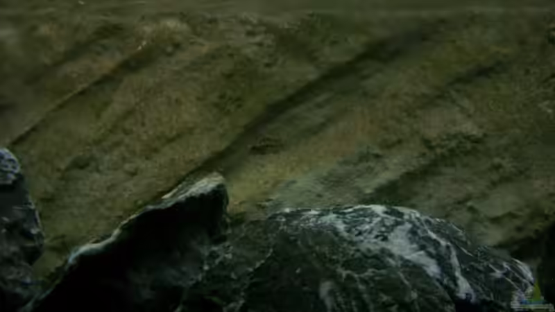 Besatz im Aquarium Neolamprologus buescheri Artbecken von Julien Preuß (20)