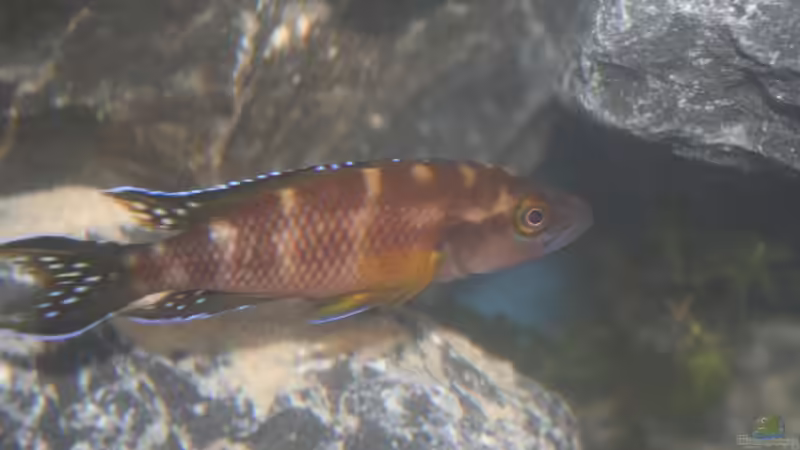 Besatz im Aquarium Neolamprologus buescheri Artbecken von Julien Preuß (24)