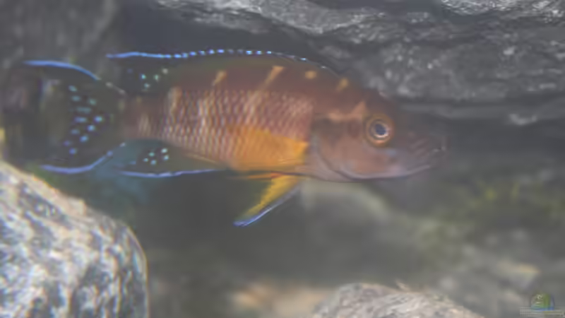 Besatz im Aquarium Neolamprologus buescheri Artbecken von Julien Preuß (25)