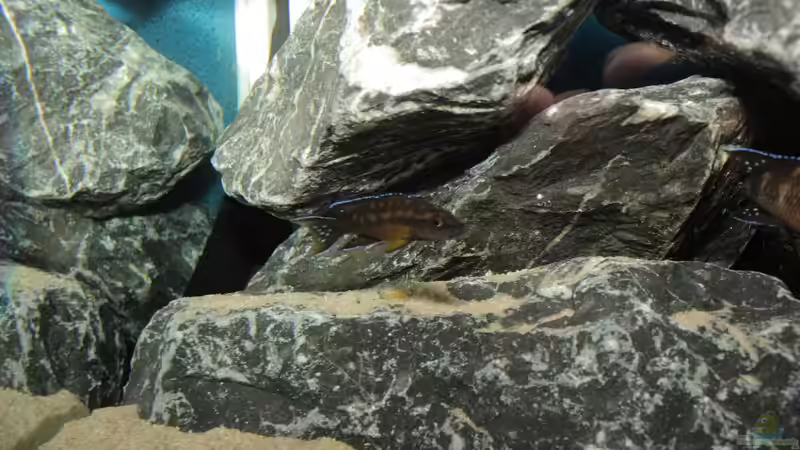 Besatz im Aquarium Neolamprologus buescheri Artbecken von Julien Preuß (26)