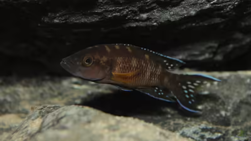 Besatz im Aquarium Neolamprologus buescheri Artbecken von Julien Preuß (27)