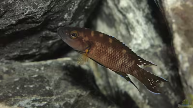 Besatz im Aquarium Neolamprologus buescheri Artbecken von Julien Preuß (28)