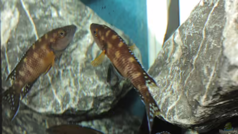 Besatz im Aquarium Neolamprologus buescheri Artbecken von Julien Preuß (29)