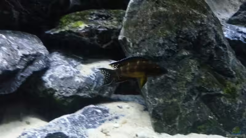 Besatz im Aquarium Neolamprologus buescheri Artbecken von Julien Preuß (30)