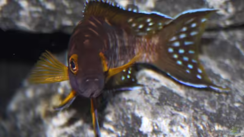 Besatz im Aquarium Neolamprologus buescheri Artbecken von Julien Preuß (31)