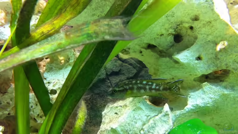 Besatz im Aquarium Neolamprologus buescheri Artenbecken von Altocalv (3)