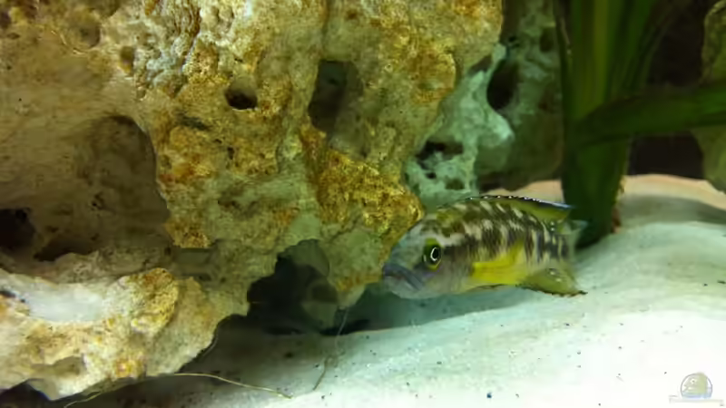 Besatz im Aquarium Neolamprologus buescheri Artenbecken von Altocalv (4)