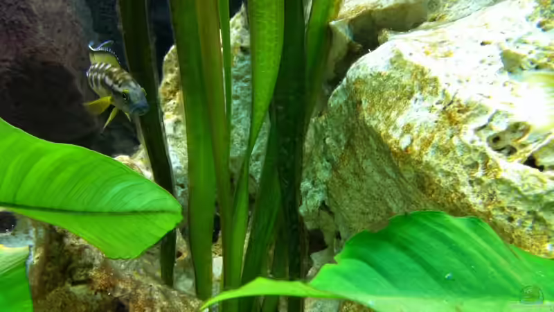 Besatz im Aquarium Neolamprologus buescheri Artenbecken von Altocalv (5)