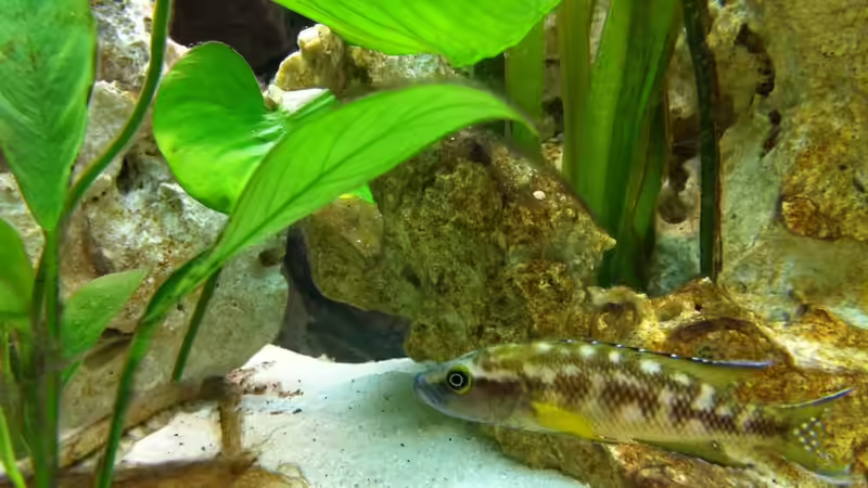 Besatz im Aquarium Neolamprologus buescheri Artenbecken von Altocalv (6)