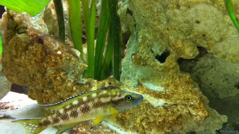 Besatz im Aquarium Neolamprologus buescheri Artenbecken von Altocalv (7)